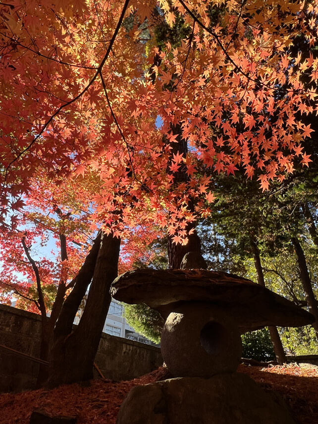秋の老梅園