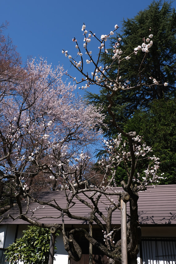 春の老梅園